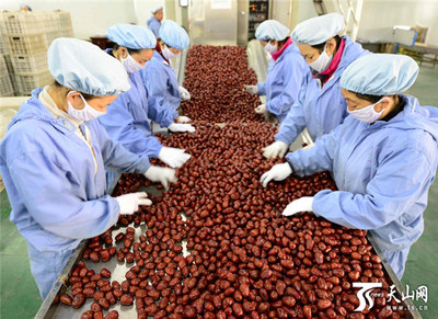 新疆阿拉爾墾區 紅棗嚴格分級打造品牌，助推農副產品升級
